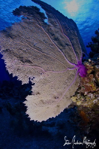 This image of a Sea Fan was taken at the Vulcan Bomber si... by Steven Anderson 